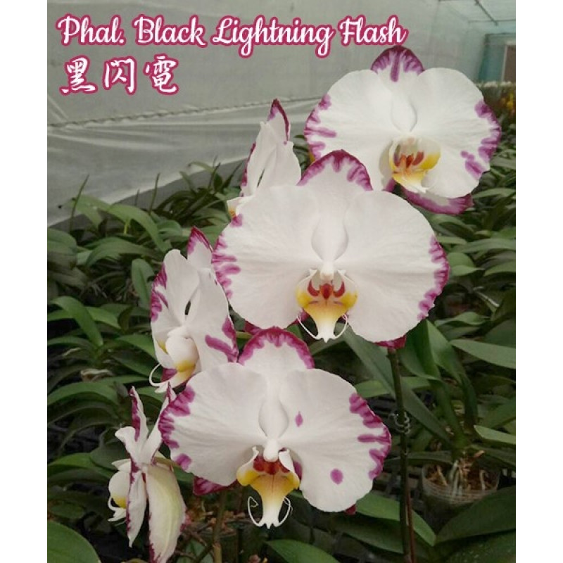 Орхiдея Phal. Little Black Lightning Flash - купити, доставка Україна
